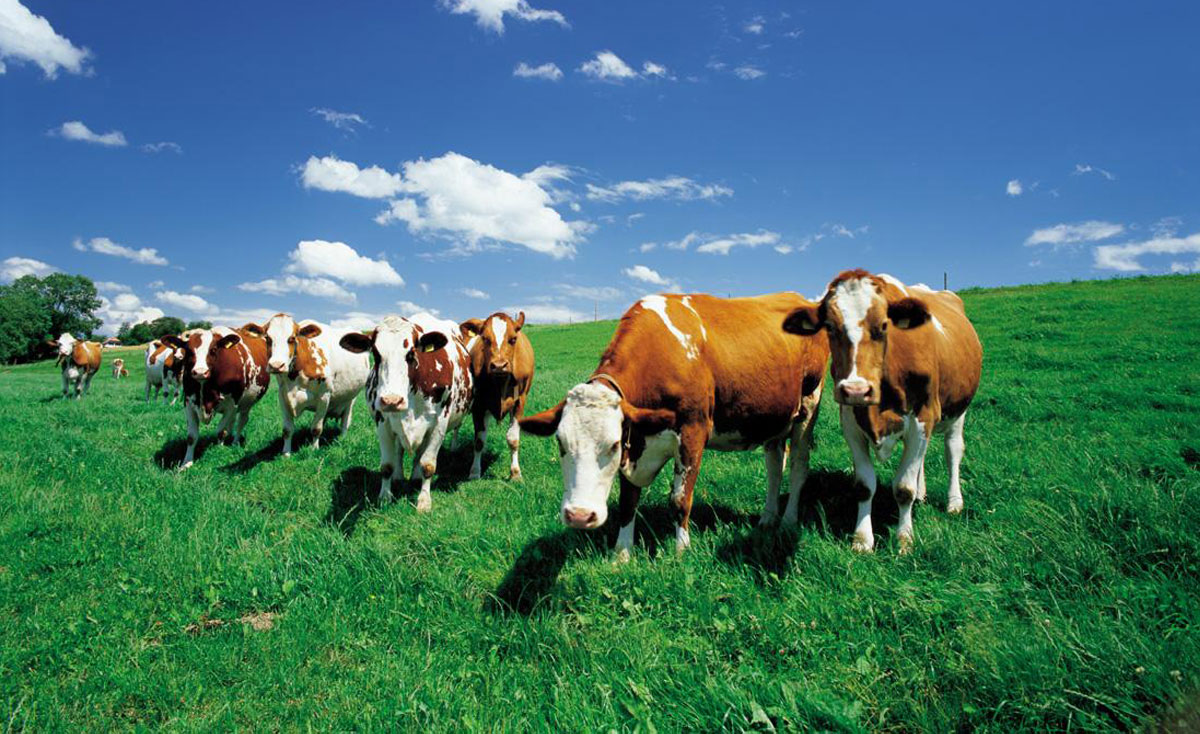 海右博納簽約如康集團品牌形象全案策劃/設計